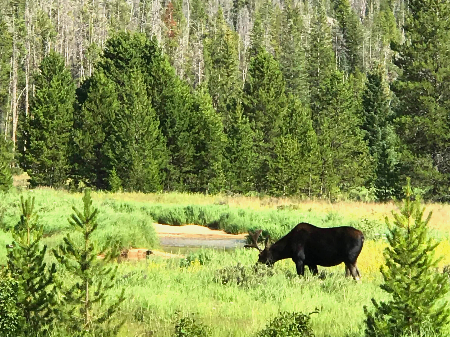 Rocky Mountain National Park Moose