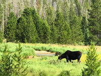 Picture of Peak Pursuits in Colorado's Rocky Mountain National Park