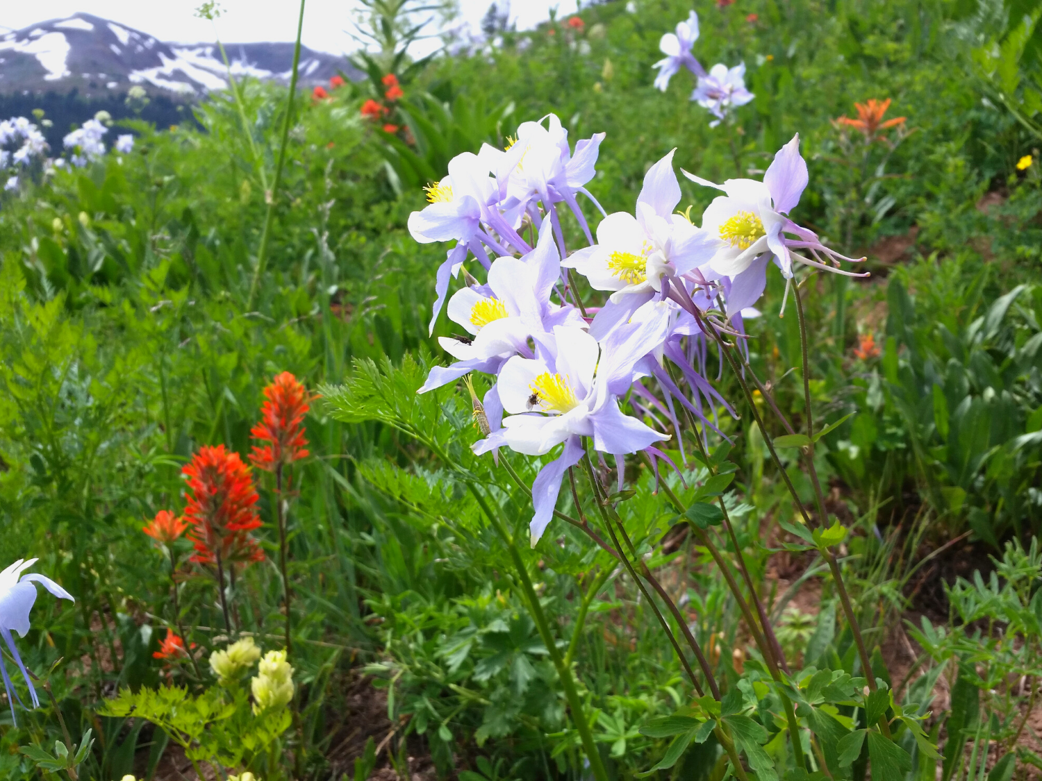 Rocky Mountain National Park Flowers