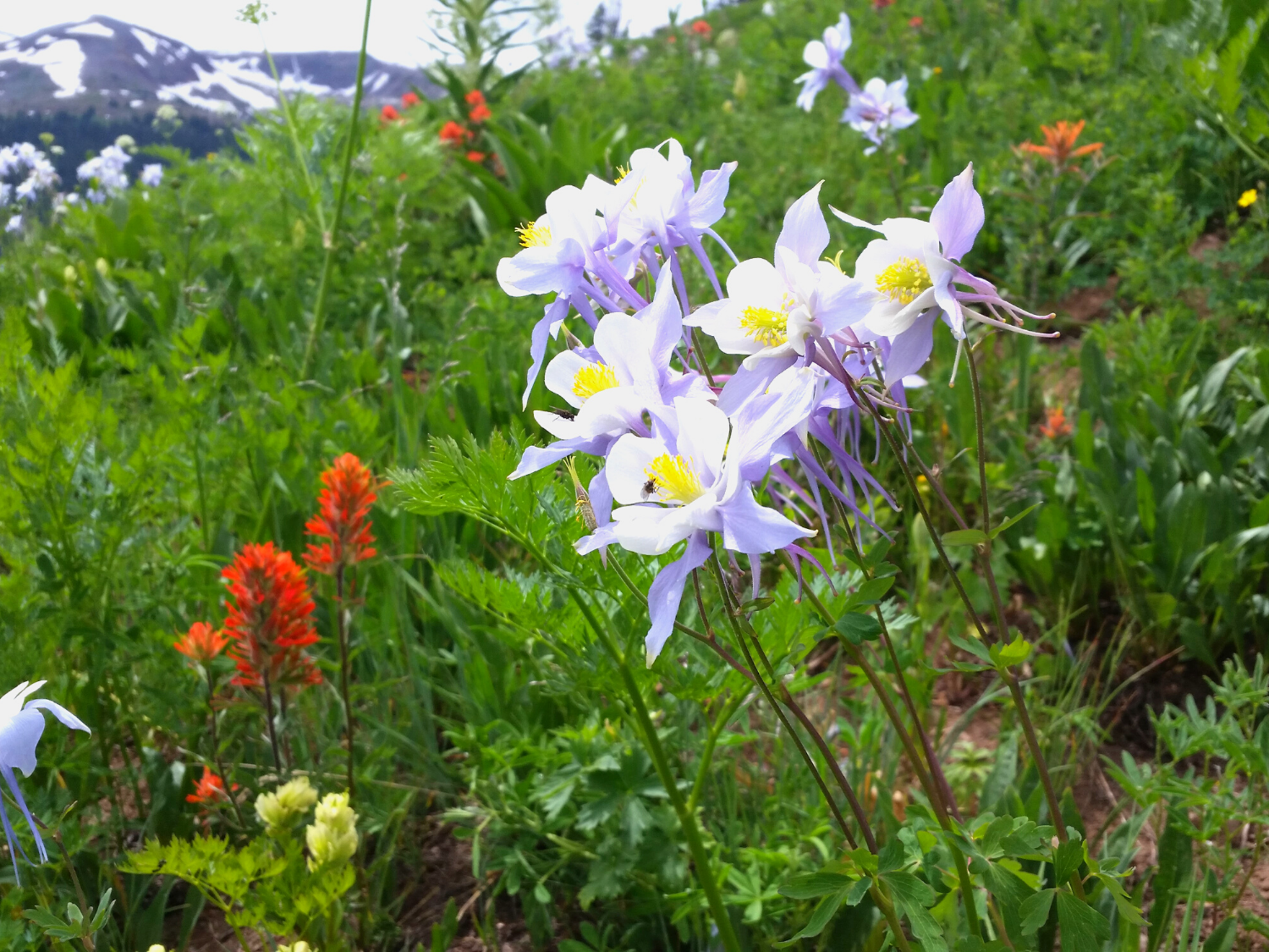 Picture of Peak Pursuits in Colorado's Rocky Mountain National Park