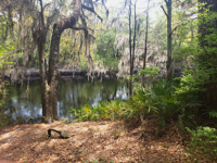 Picture of On the Suwannee River