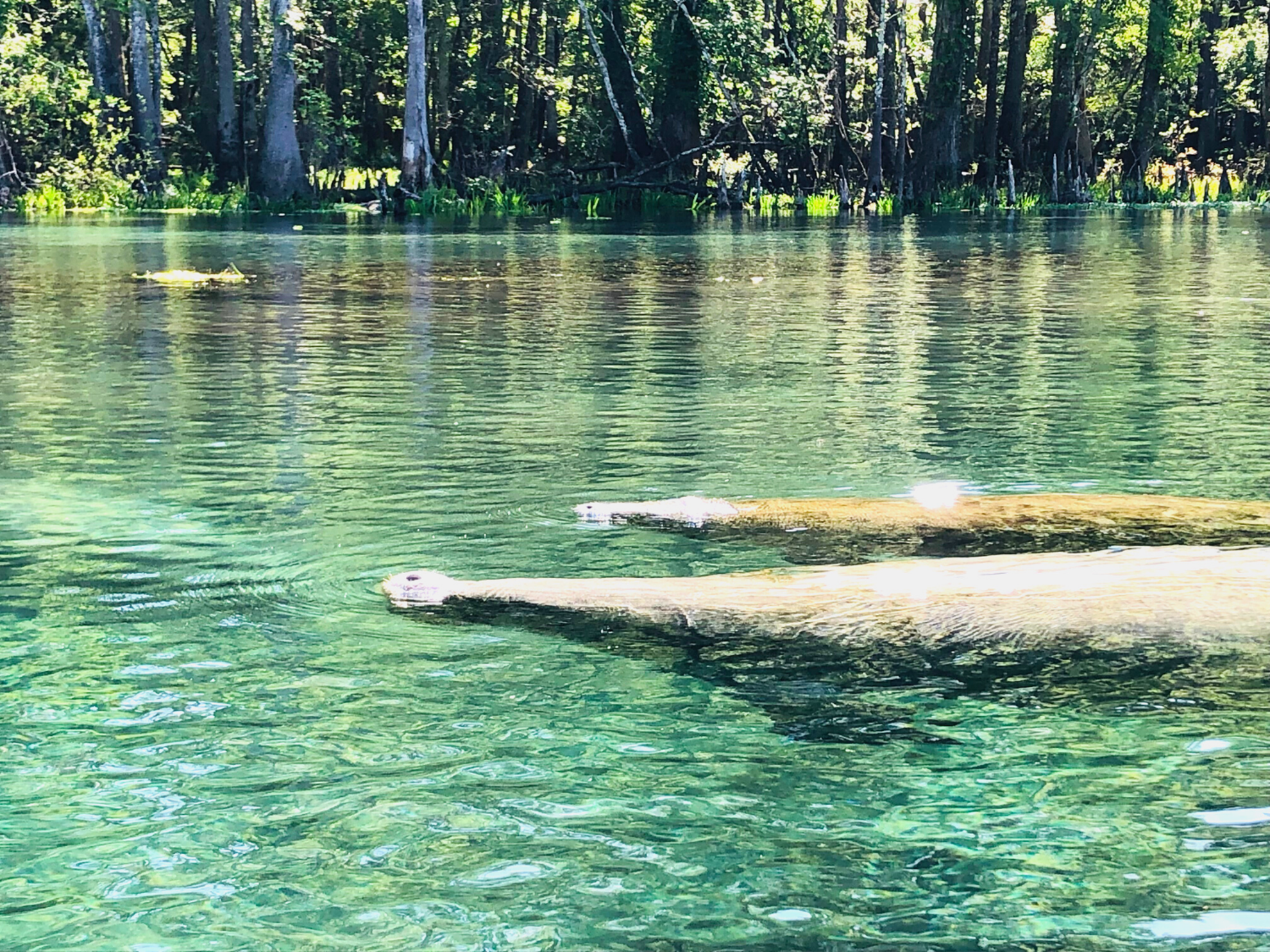 Picture of On the Suwannee River