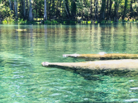 Picture of On the Suwannee River