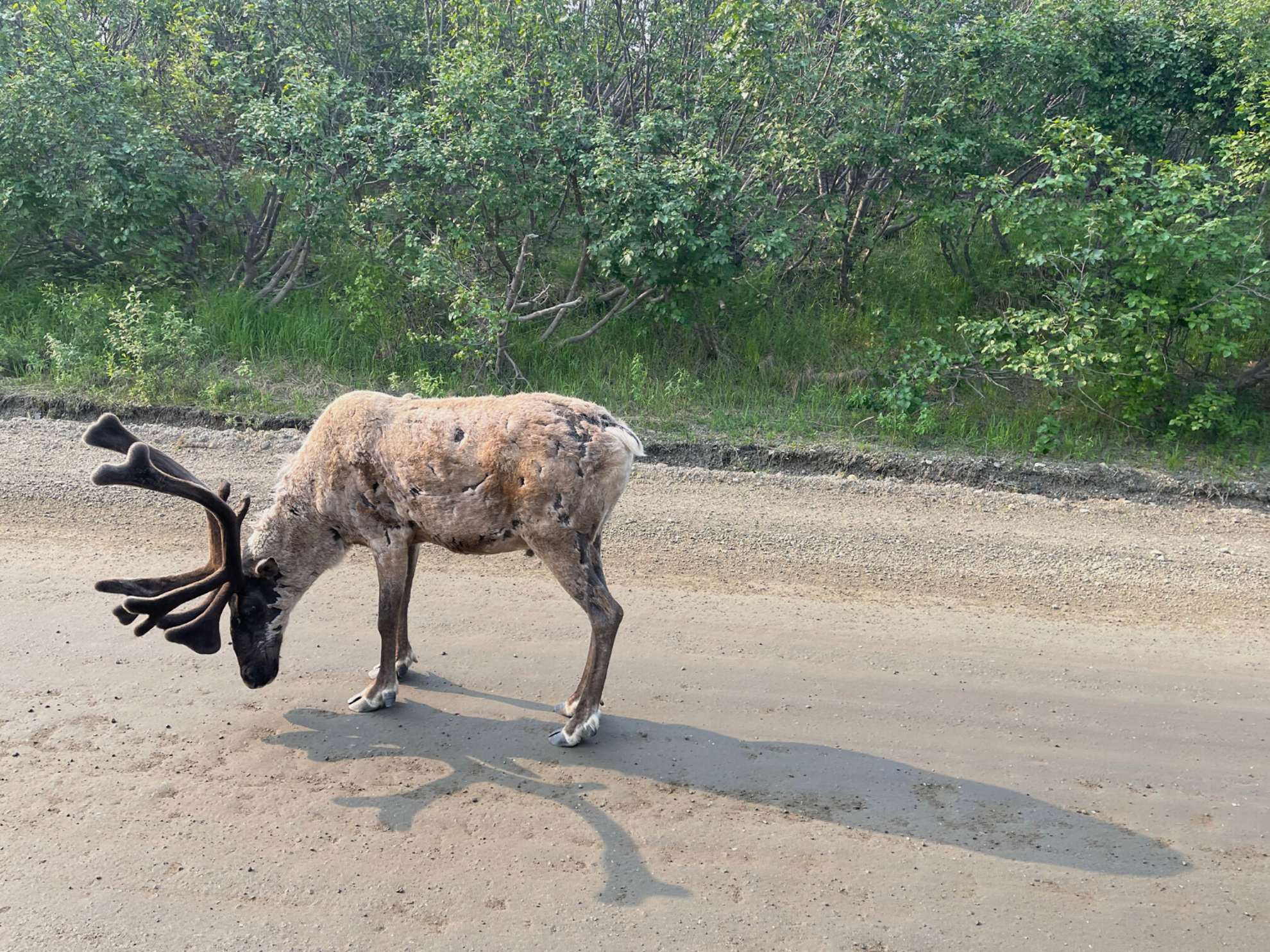 Picture of Alaska: From Anchorage to Fairbanks