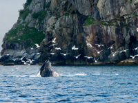 Picture of Alaska: The Kenai Peninsula