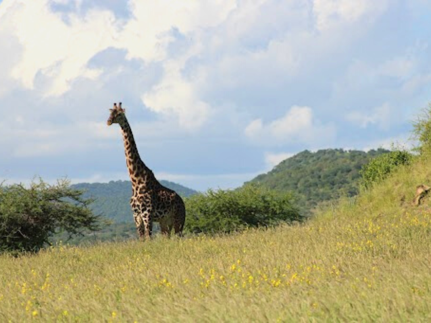 Picture of Tanzania Journey: Ngorongoro Highlands Trek and Great Migration