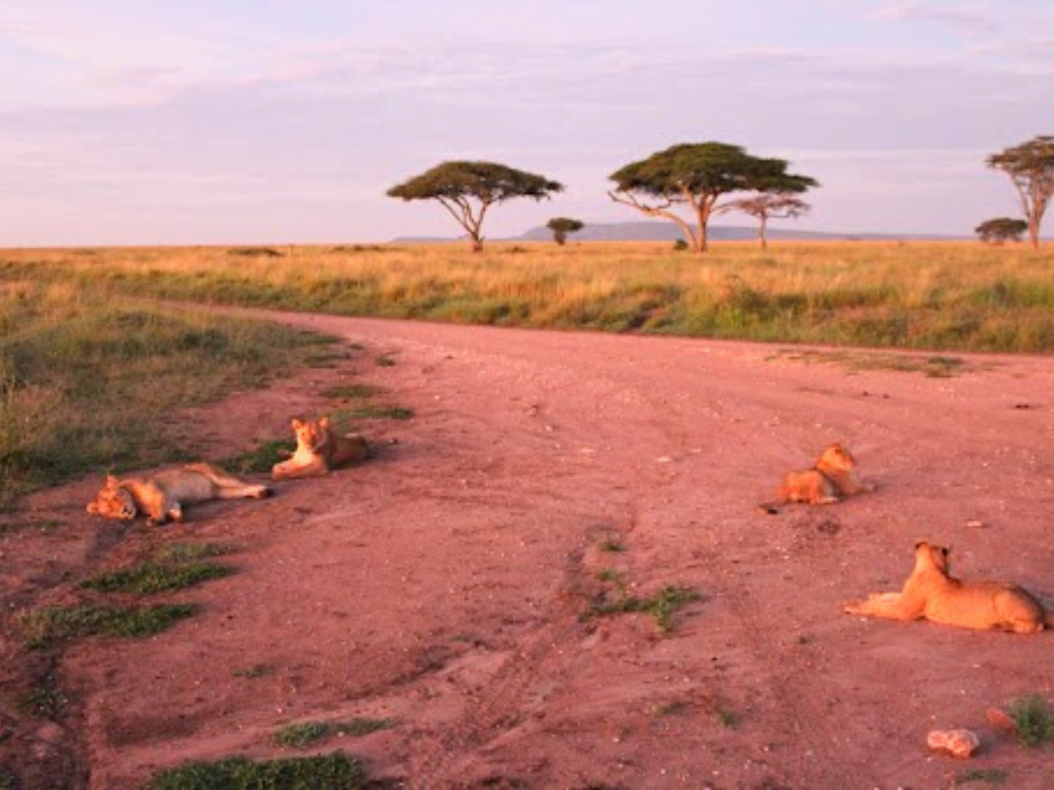 Picture of Tanzania Journey: Ngorongoro Highlands Trek and Great Migration