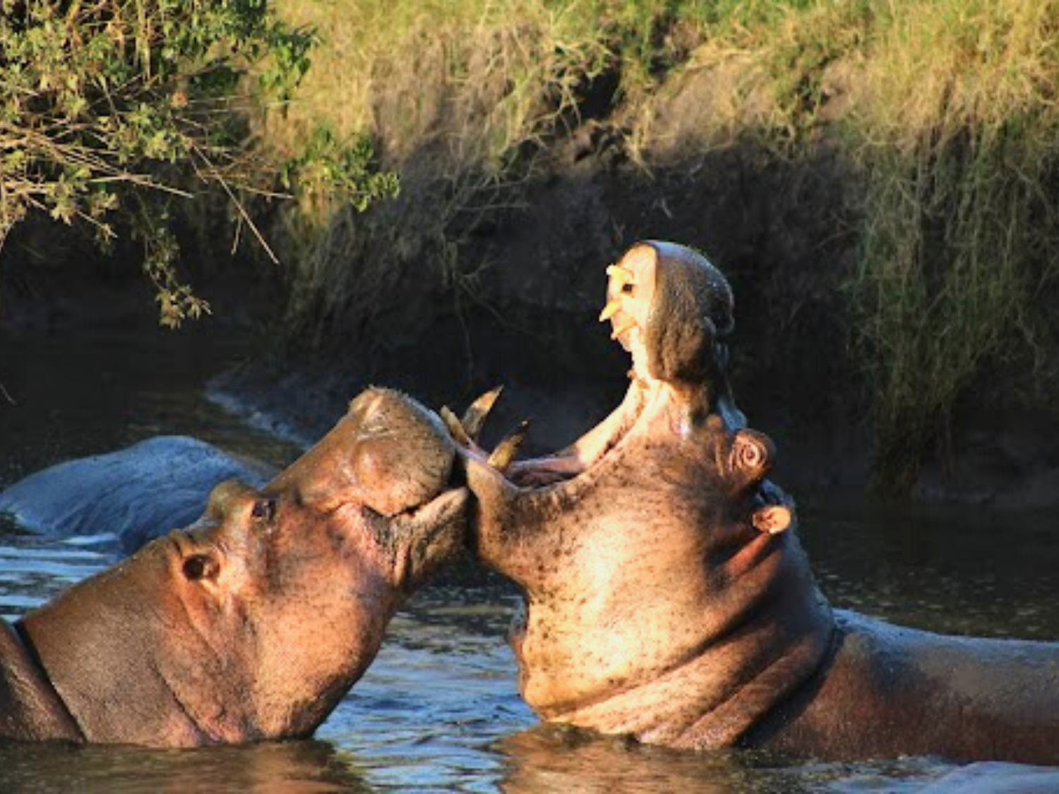 Picture of Tanzania Journey: Ngorongoro Highlands Trek and Great Migration