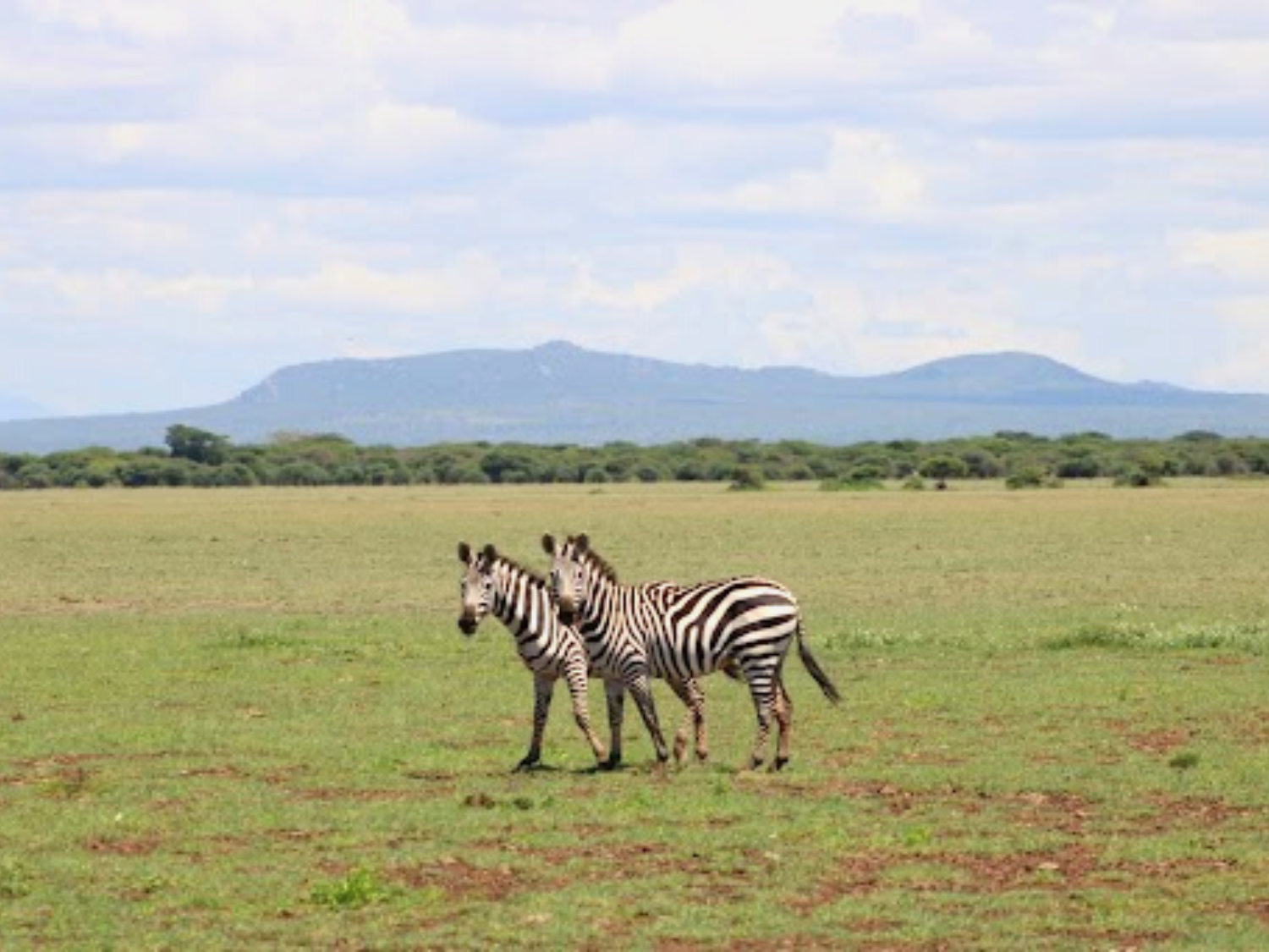 Picture of Tanzania Journey: Ngorongoro Highlands Trek and Great Migration