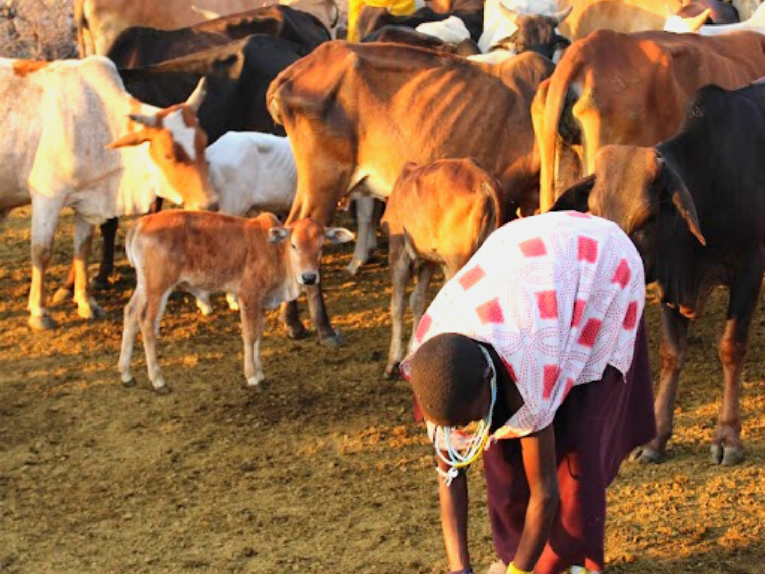 Picture of Tanzania Journey: Ngorongoro Highlands Trek and Great Migration