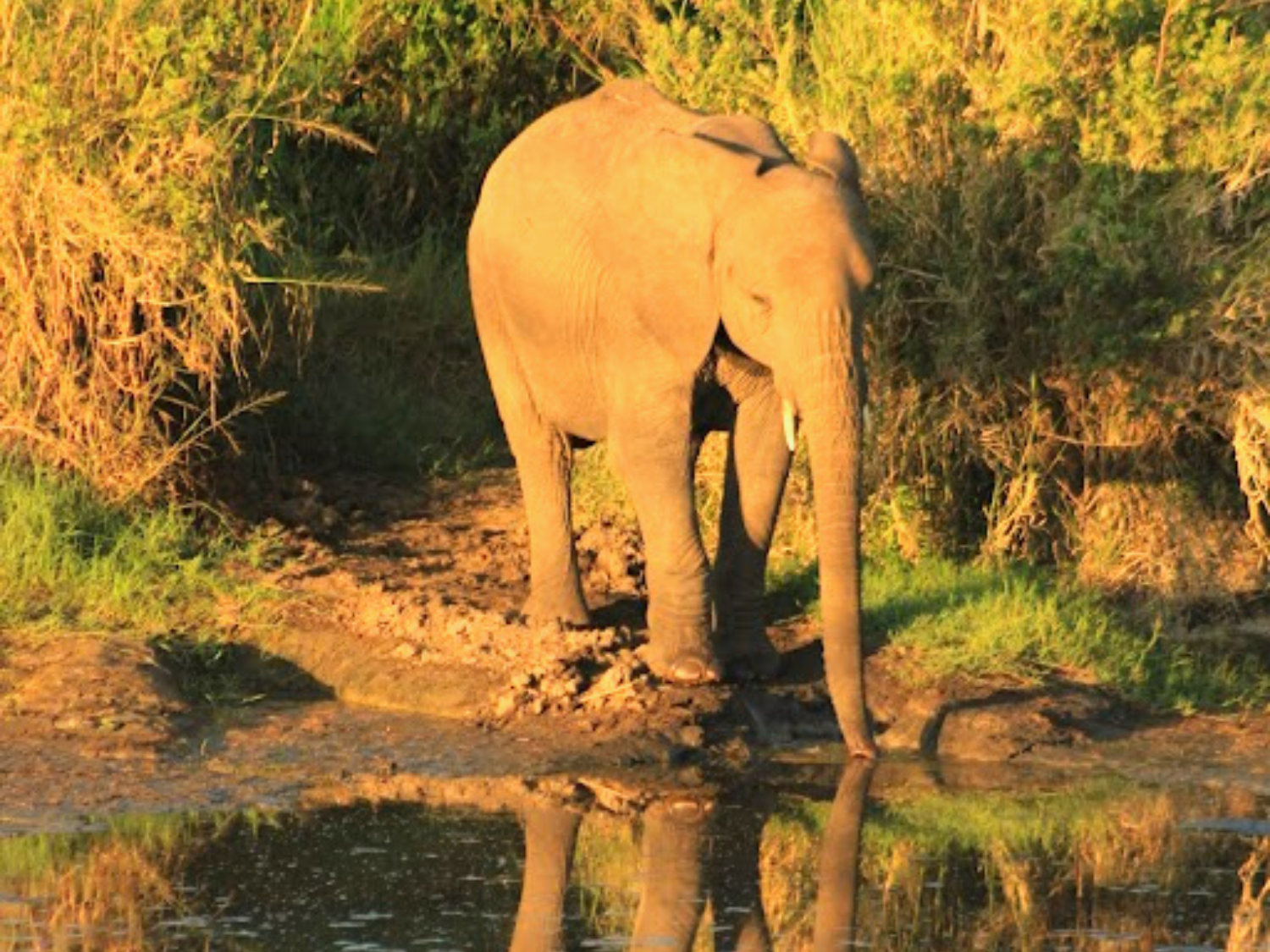 Picture of Tanzania Journey: Ngorongoro Highlands Trek and Great Migration