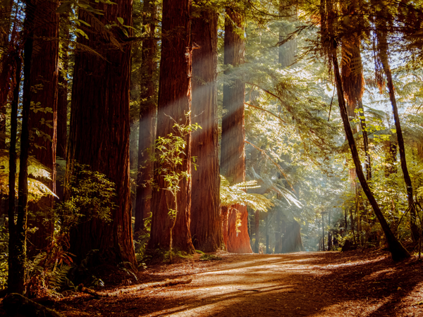 Wonder and Wellness in the Redwoods