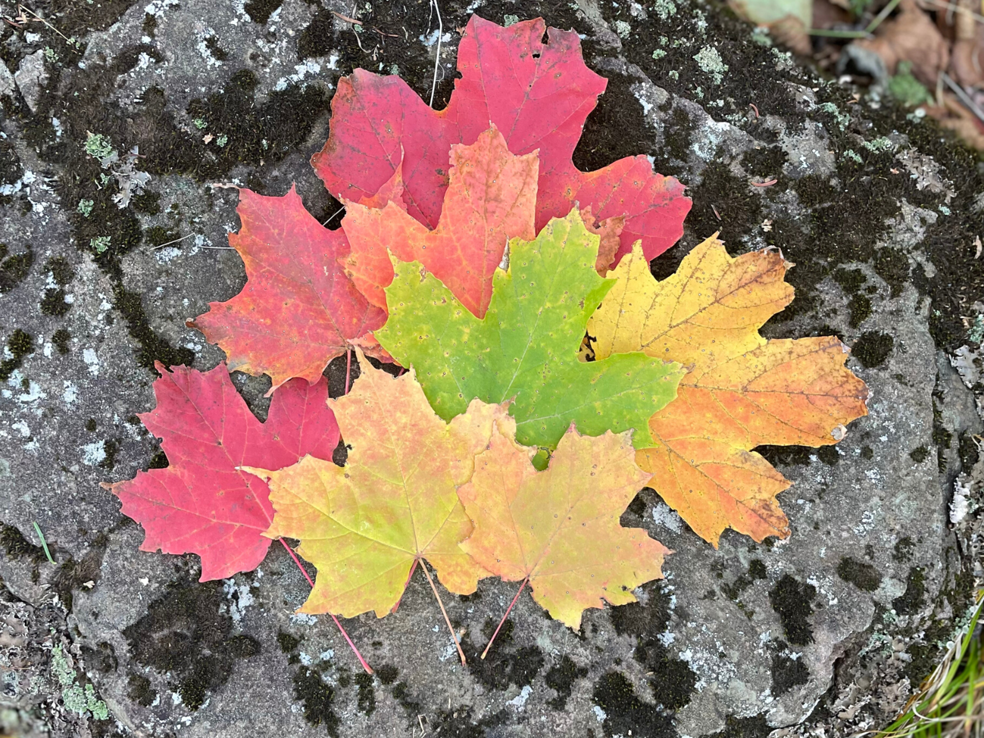 Picture of Autumn on the Superior Hiking Trail Picture of Autumn on the Superior Hiking Trail