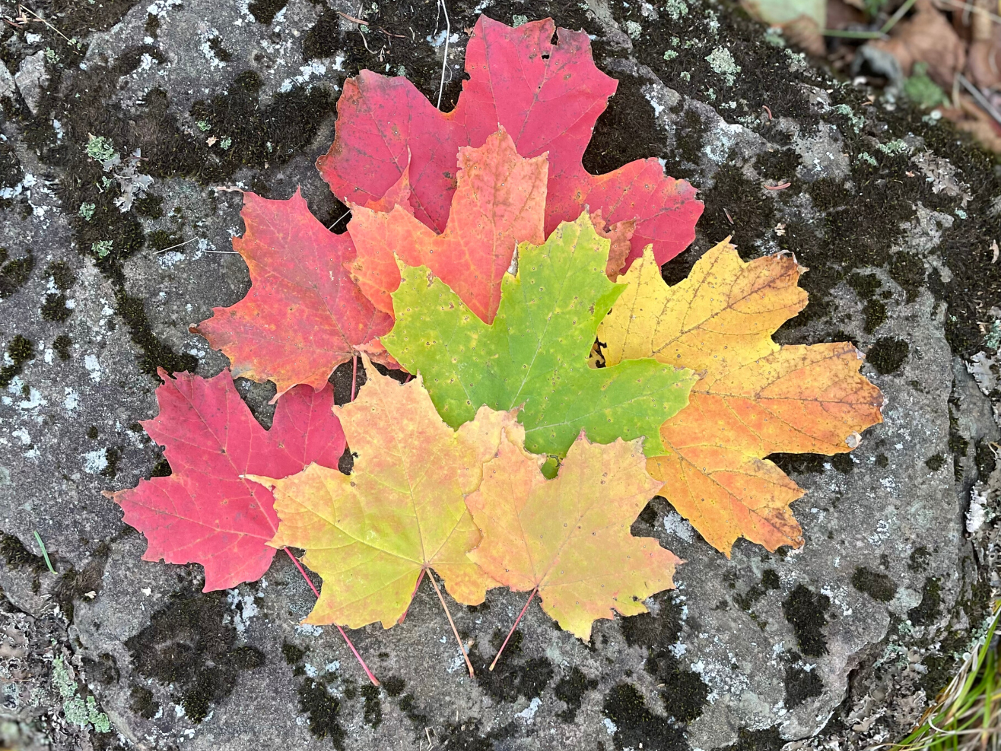 Picture of Autumn on the Superior Hiking Trail