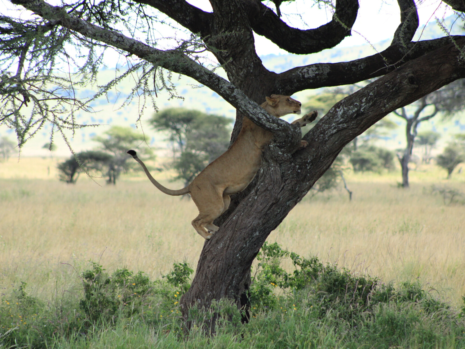 Picture of Tanzania Journey: Ngorongoro Highlands Trek and Great Migration