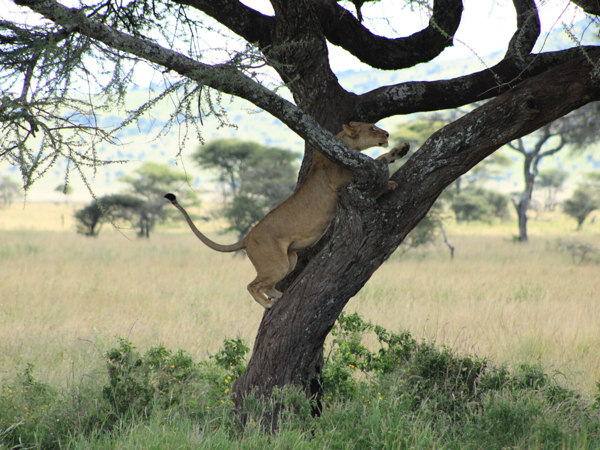 Tanzania Journey: Ngorongoro Highlands Trek and Wildlife Safari