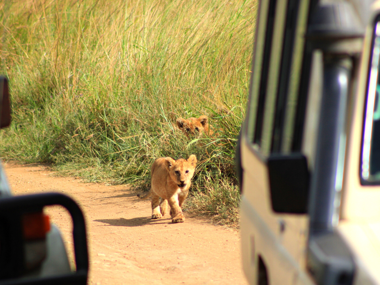 Picture of Tanzania Journey: Ngorongoro Highlands Trek and Great Migration