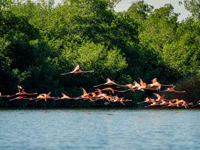 Picture of Discover the Rhythm and Heartbeat of Cuba Picture of Discover the Rhythm and Heartbeat of Cuba