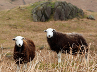Picture of Hiking England's Lake District Picture of Hiking England's Lake District