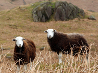 Picture of Hiking England's Lake District