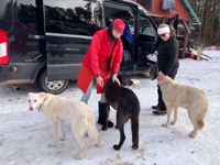 Picture of Dog Sledding and Winter Fun Picture of Dog Sledding and Winter Fun
