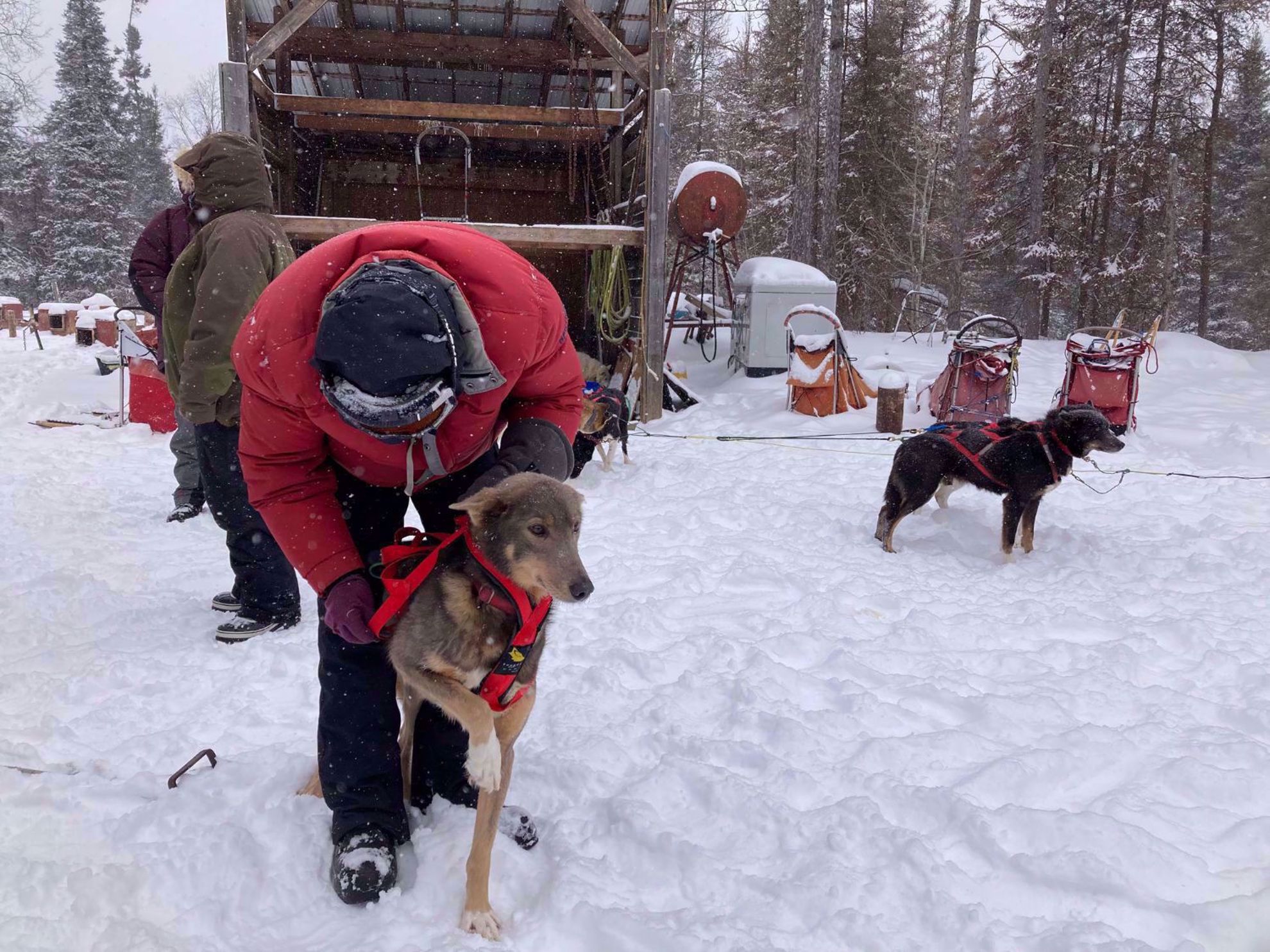 Picture of Dog Sledding and Winter Fun Picture of Dog Sledding and Winter Fun