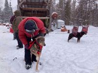 Picture of Dog Sledding and Winter Fun Picture of Dog Sledding and Winter Fun