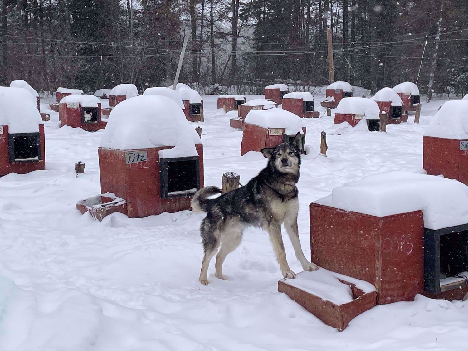 Picture of Dog Sledding and Winter Fun