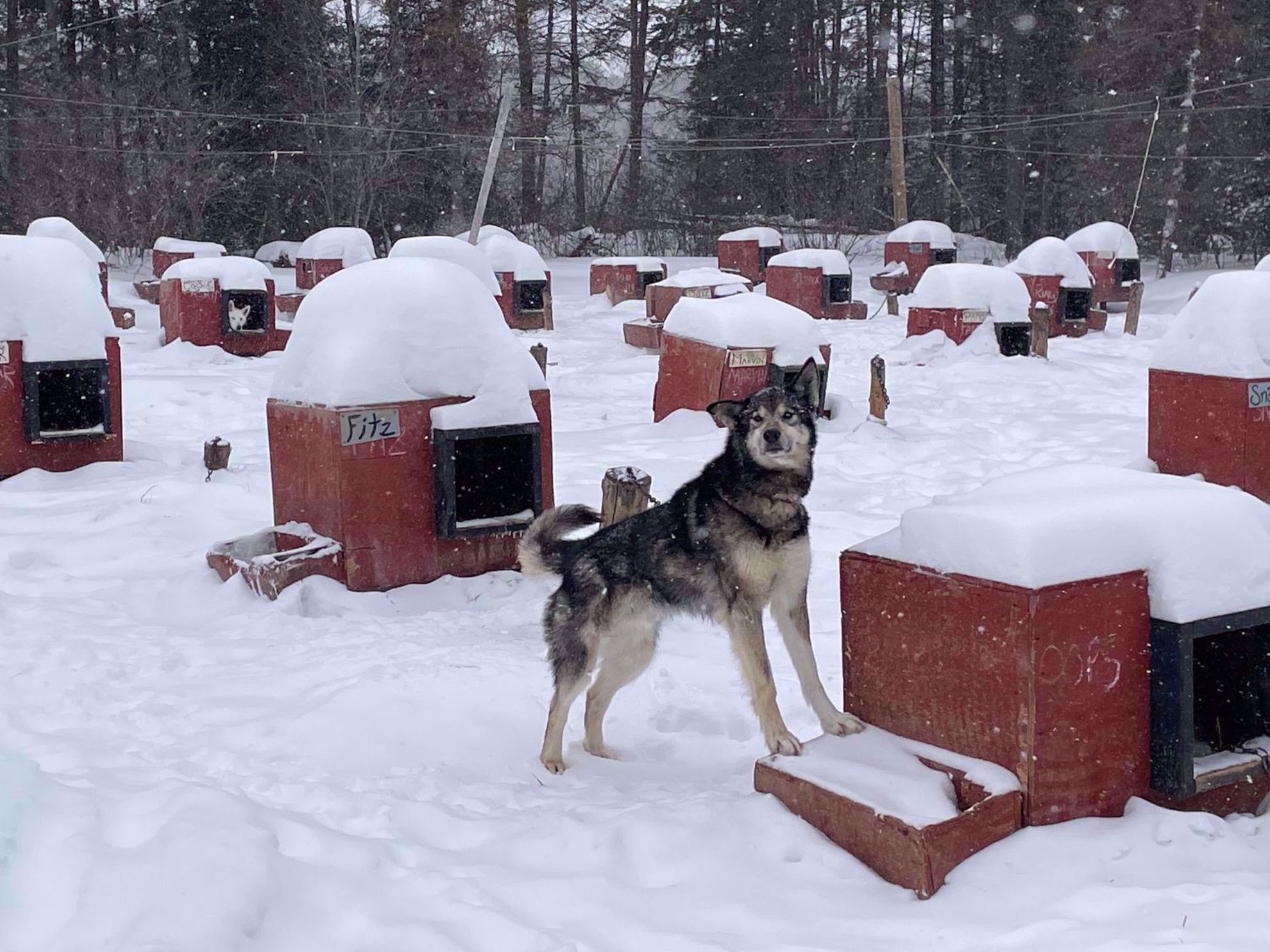 Picture of Dog Sledding and Winter Fun Picture of Dog Sledding and Winter Fun