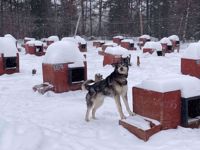 Picture of Dog Sledding and Winter Fun Picture of Dog Sledding and Winter Fun