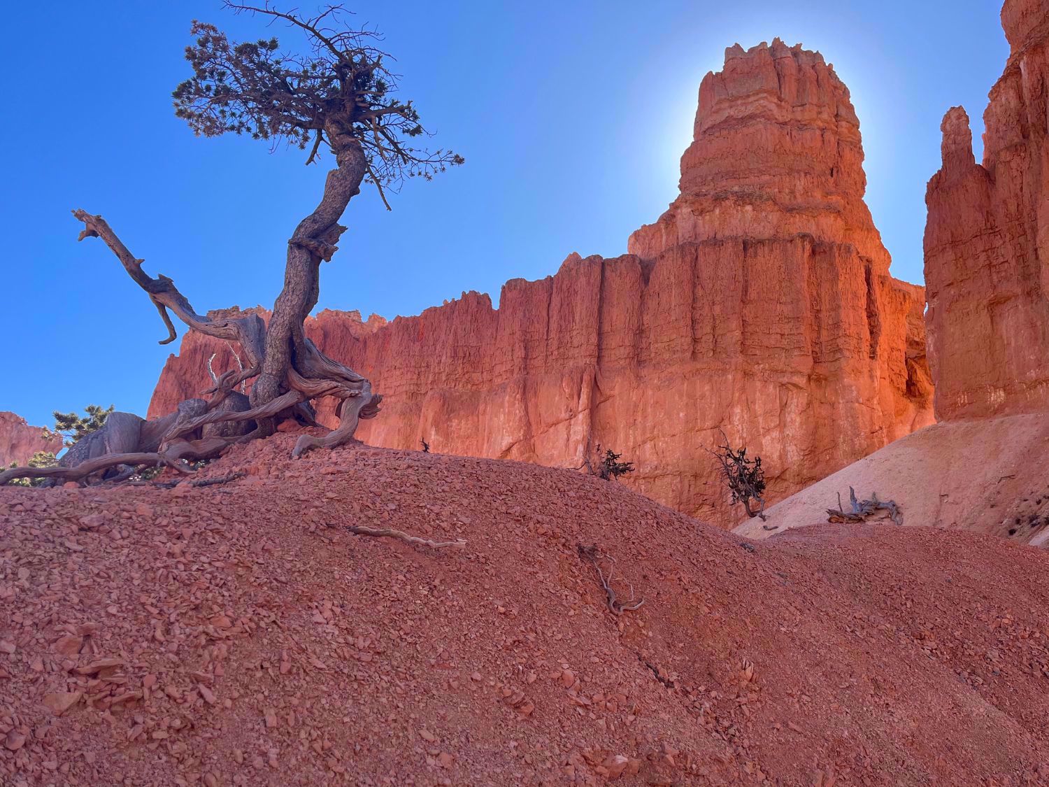 Bryce Canyon National Park Utah Hoodoos, Red Rock and Trees