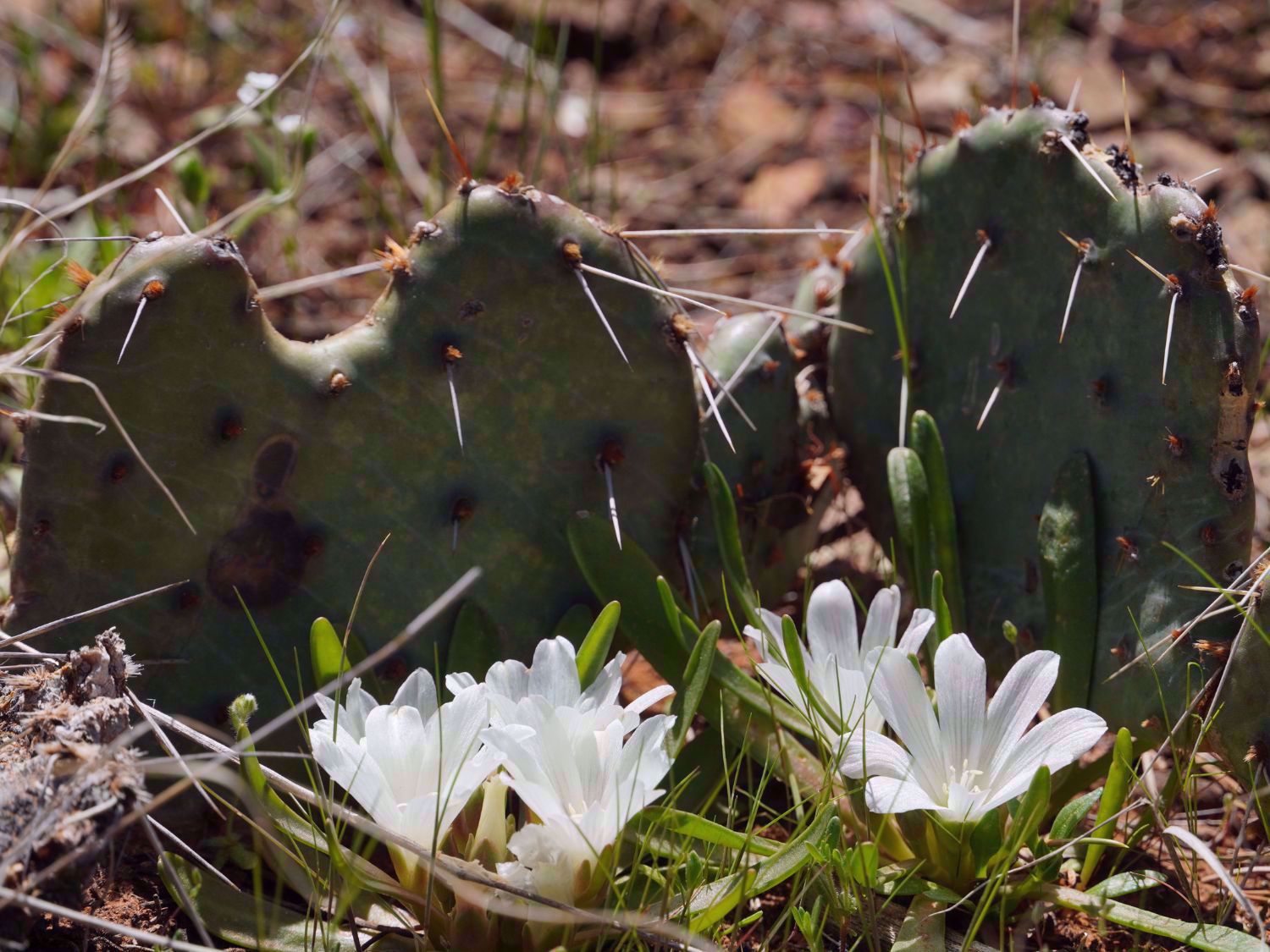 Grand Canyon National Park Cactus and Flowers