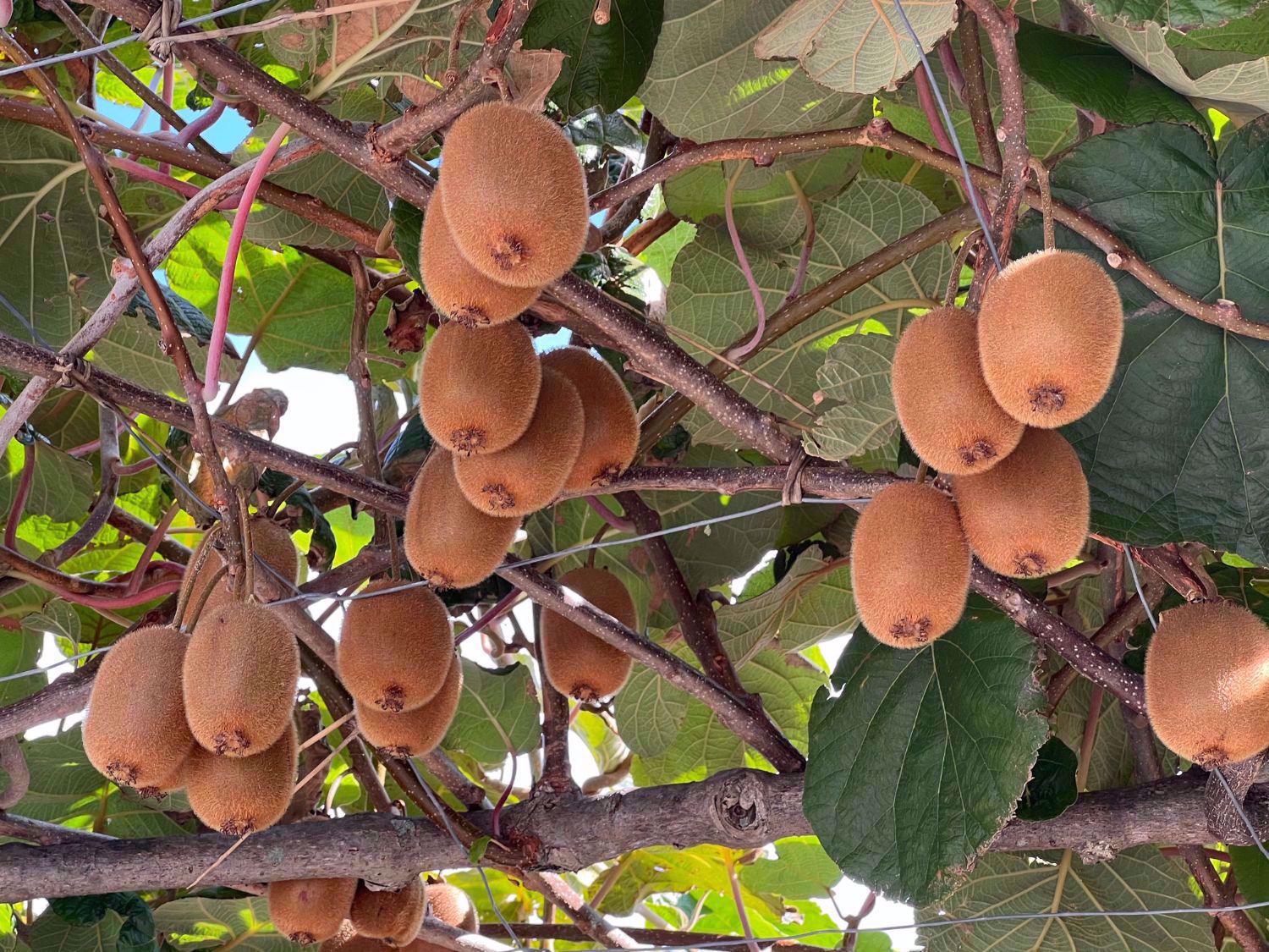 Fresh Italian Fruit