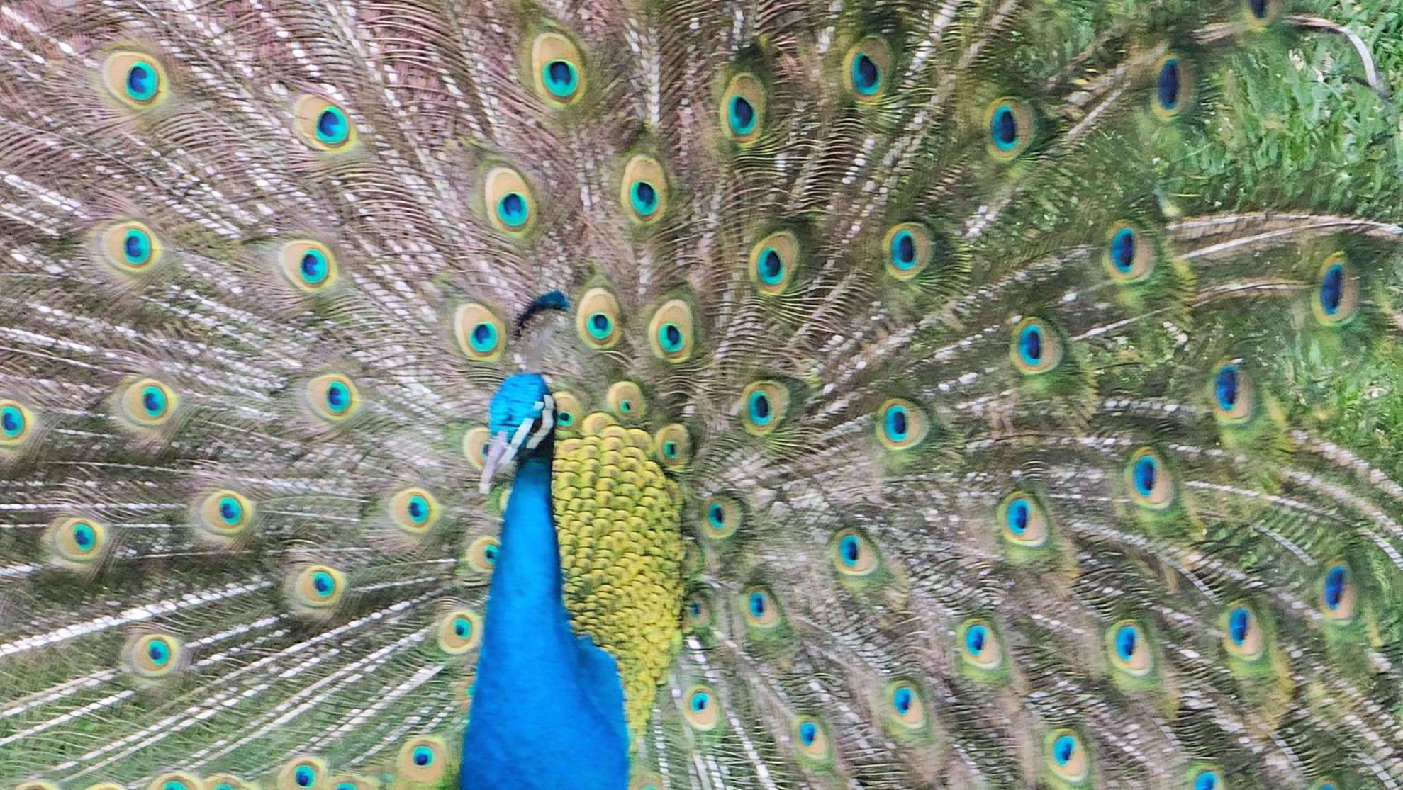 Portugal Beautiful Peacock Portugal Beautiful Peacock
