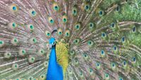 Portugal Beautiful Peacock Portugal Beautiful Peacock