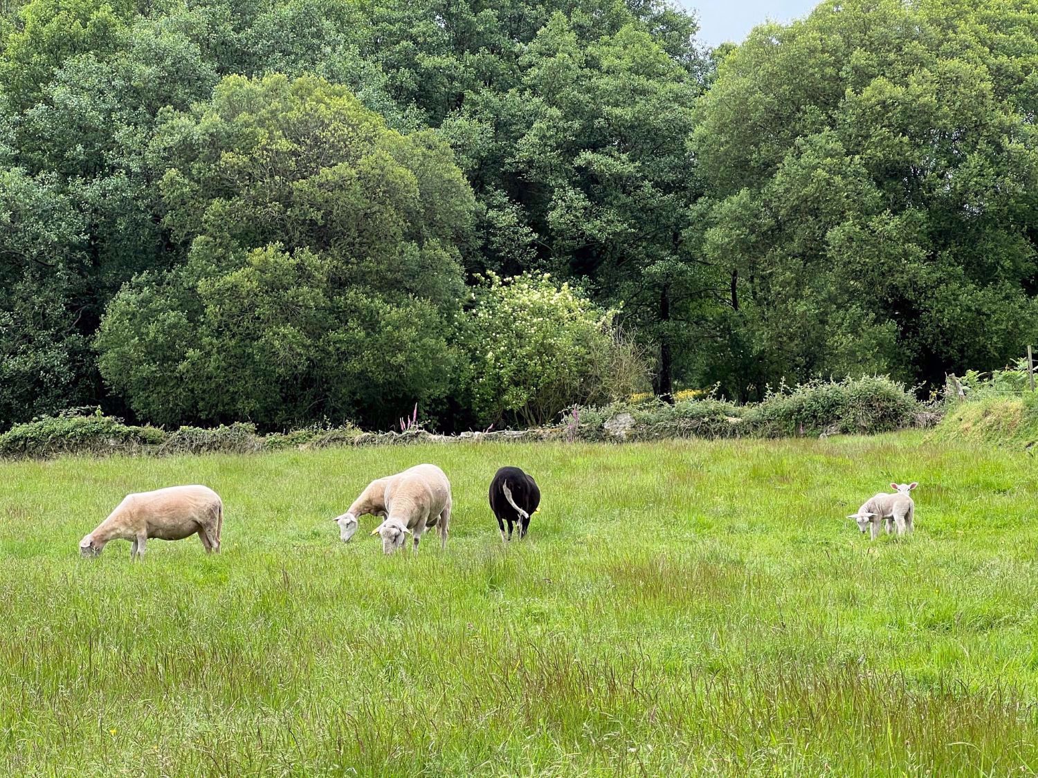 On the Camino de Santiago
