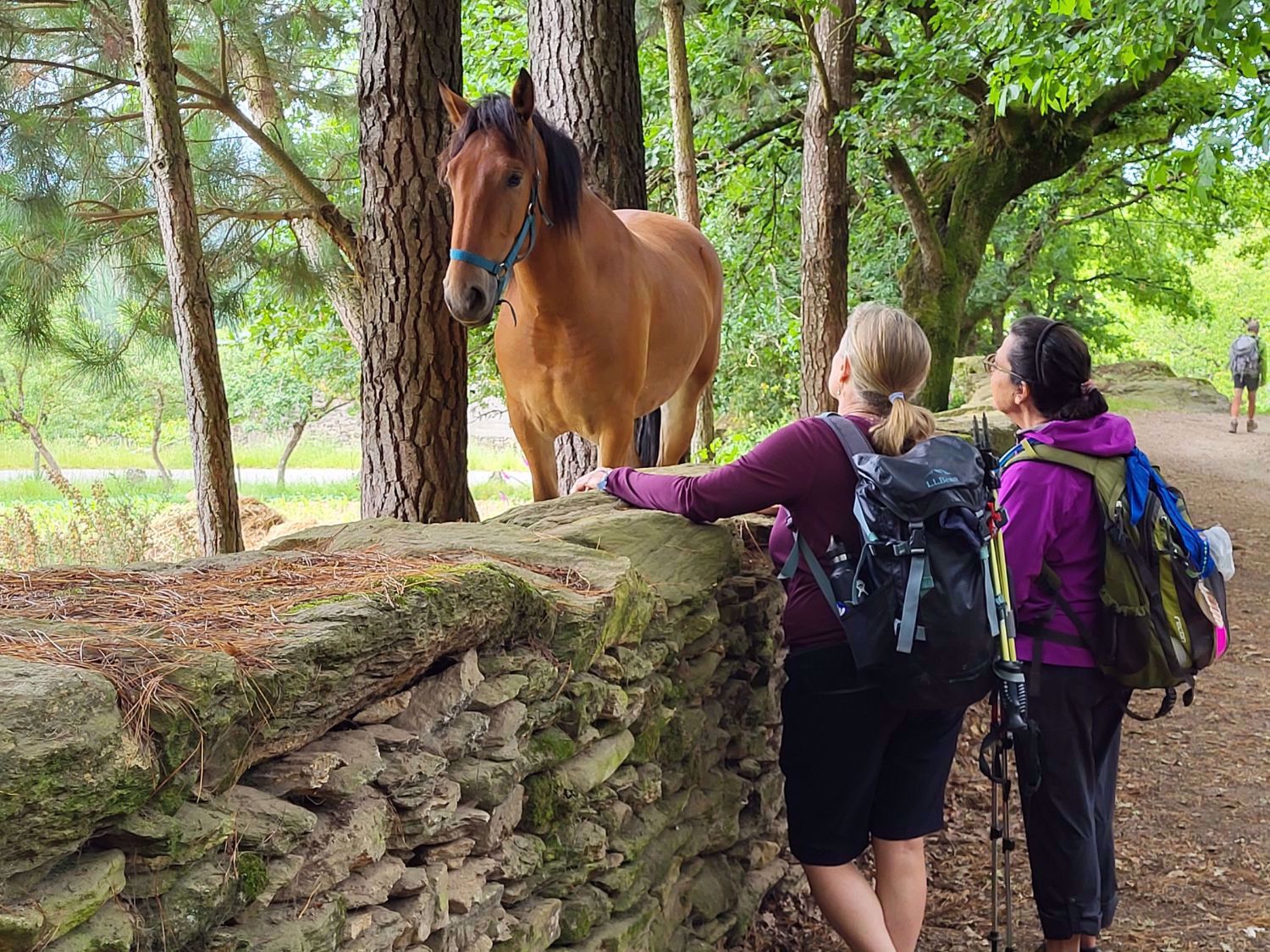 On the Camino de Santiago