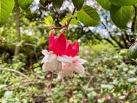 Galapagos Islands Beautiful Flower Galapagos Islands Beautiful Flower