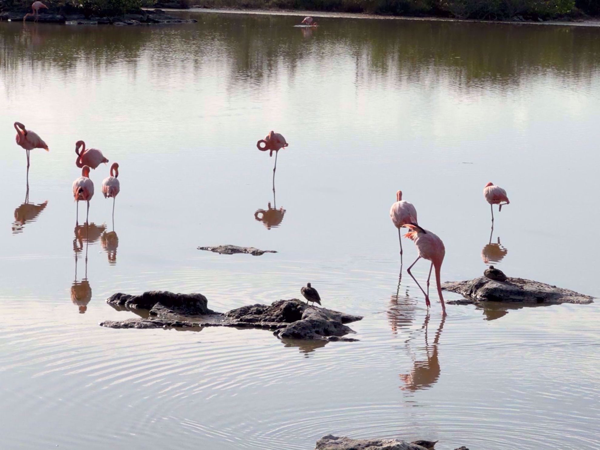 Galapagos Islands Flamingos Galapagos Islands Flamingos