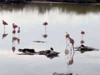 Galapagos Islands Flamingos Galapagos Islands Flamingos