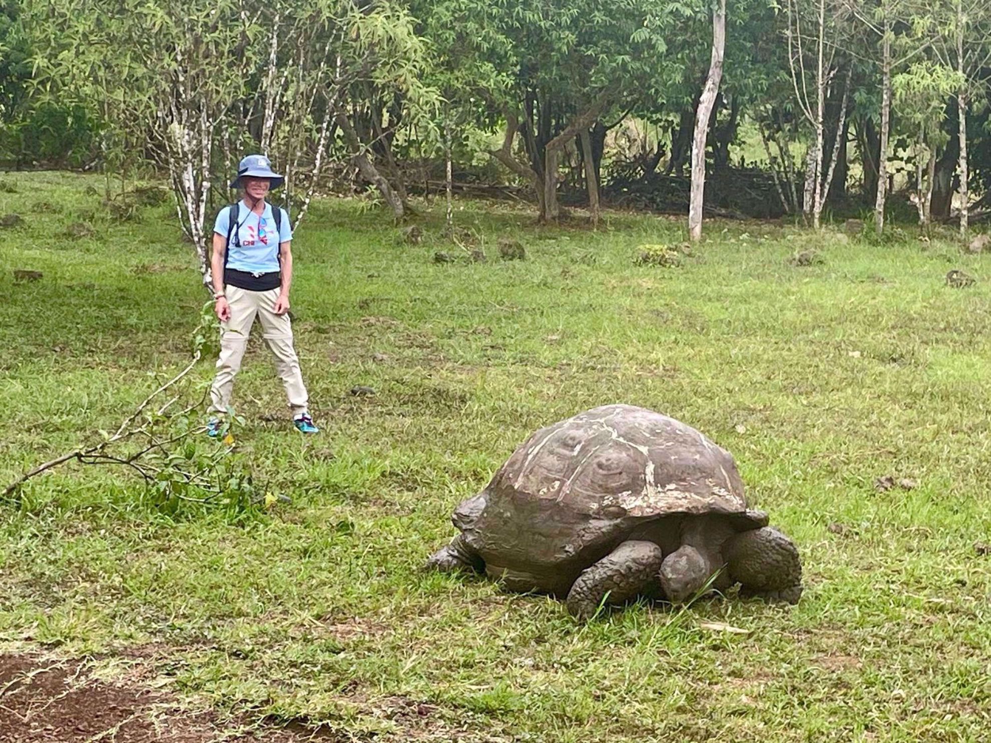 Galapagos Islands Giant Turtle Galapagos Islands Giant Turtle
