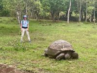 Galapagos Islands Giant Turtle Galapagos Islands Giant Turtle
