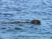 Galapagos Islands Marine Iguana Galapagos Islands Marine Iguana