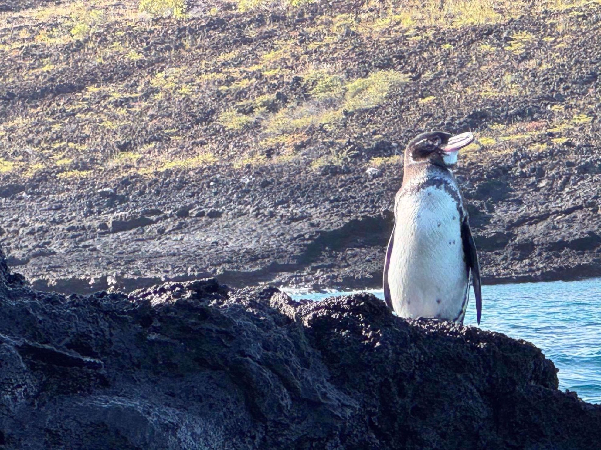 Galapagos Islands Penguins Galapagos Islands Penguins