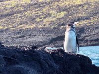 Galapagos Islands Penguins Galapagos Islands Penguins