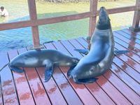 Galapagos Islands Seals Galapagos Islands Seals