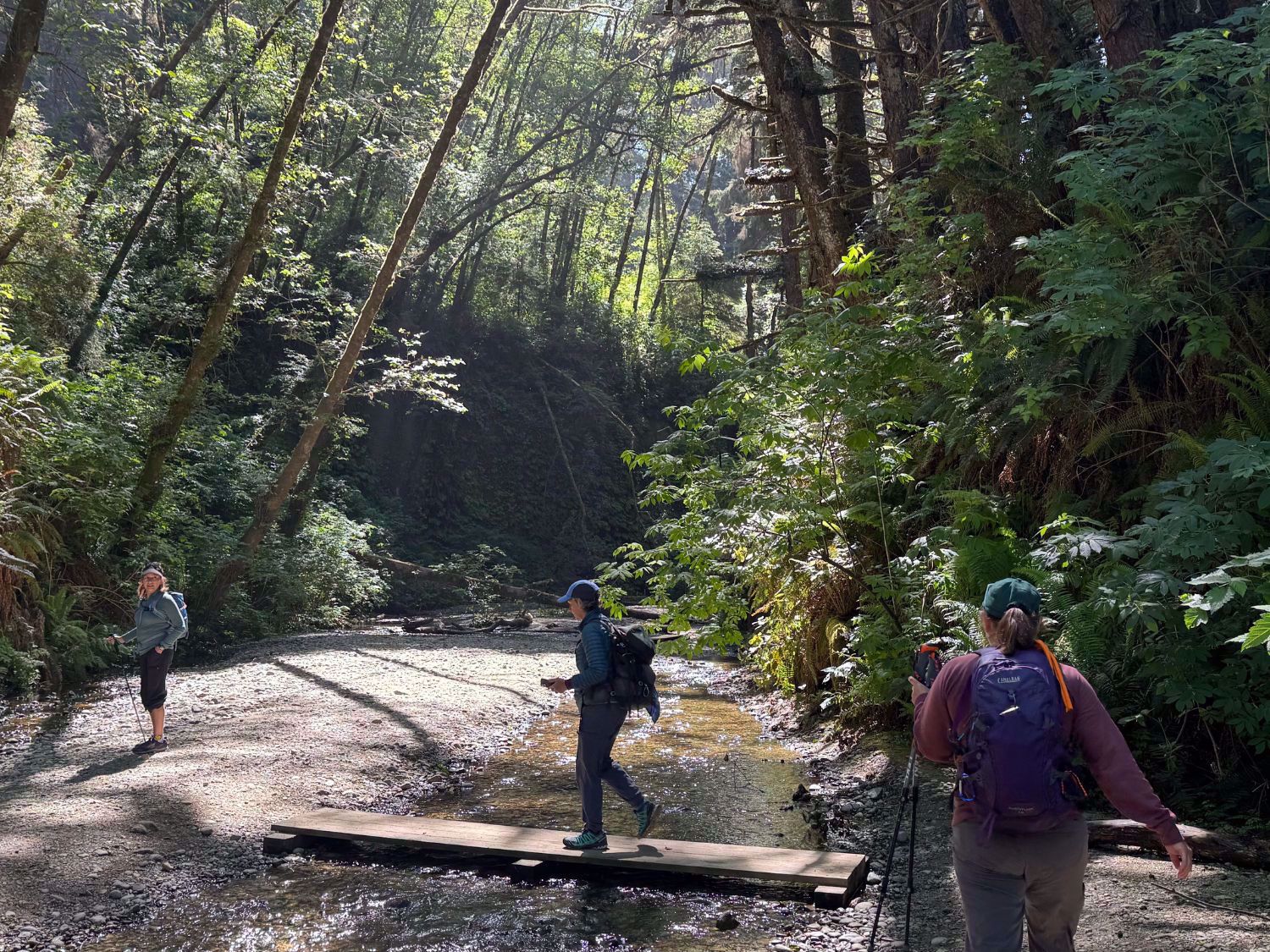 Redwood National and State Parks Beauty