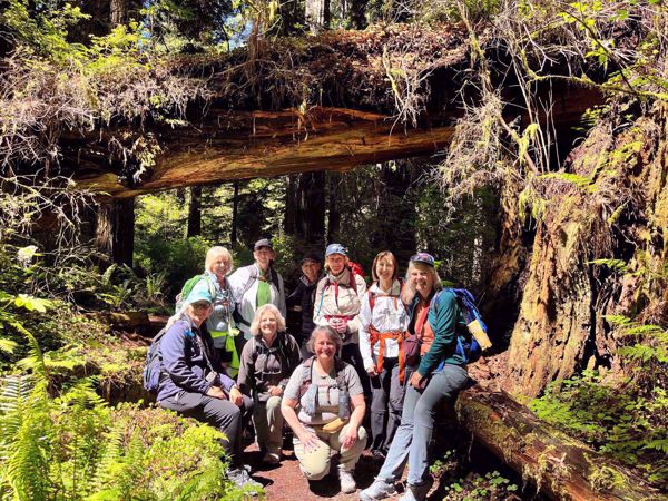 Redwood National and State Parks Forest