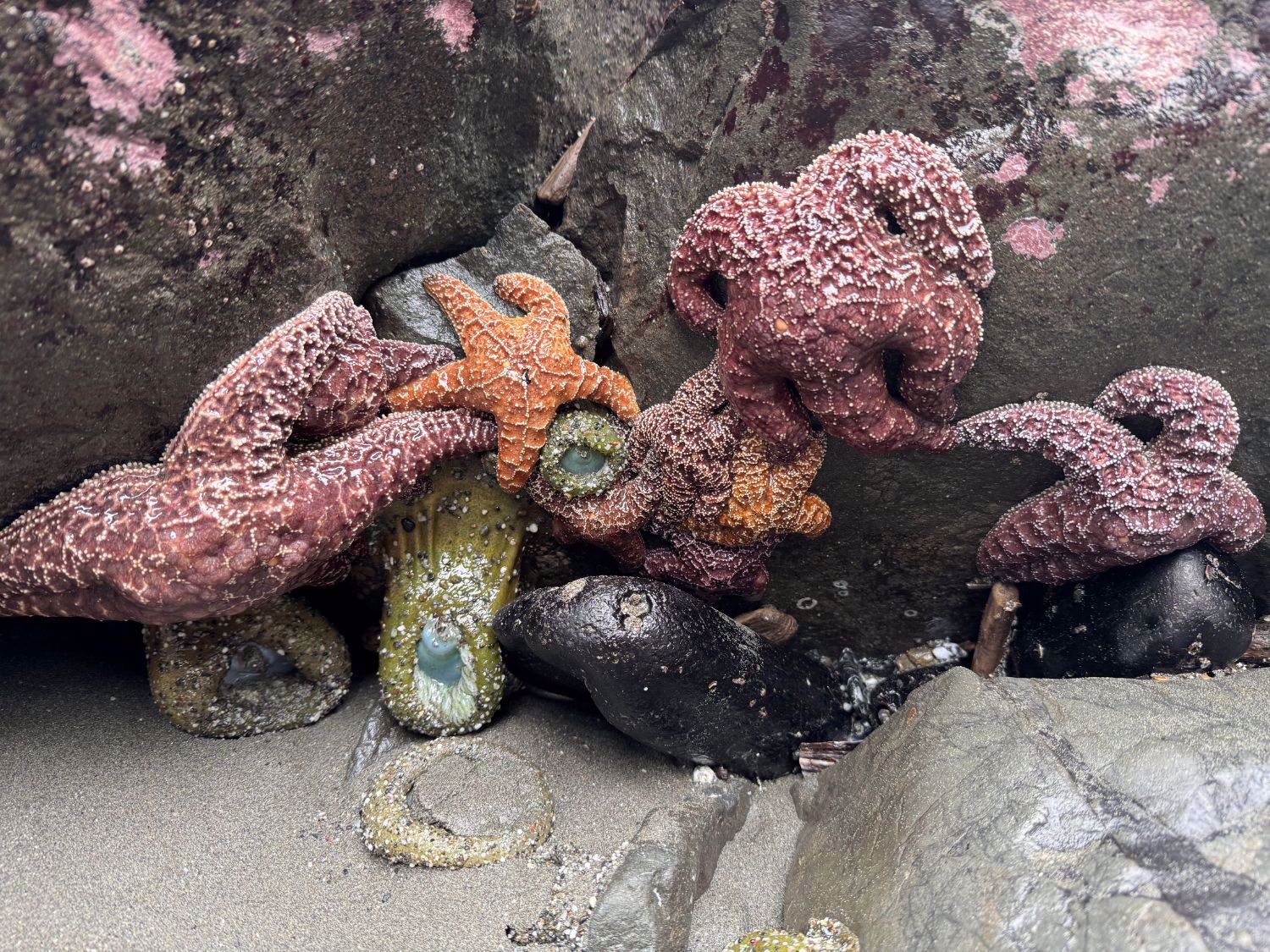 Redwood National and State Parks ocean starfish
