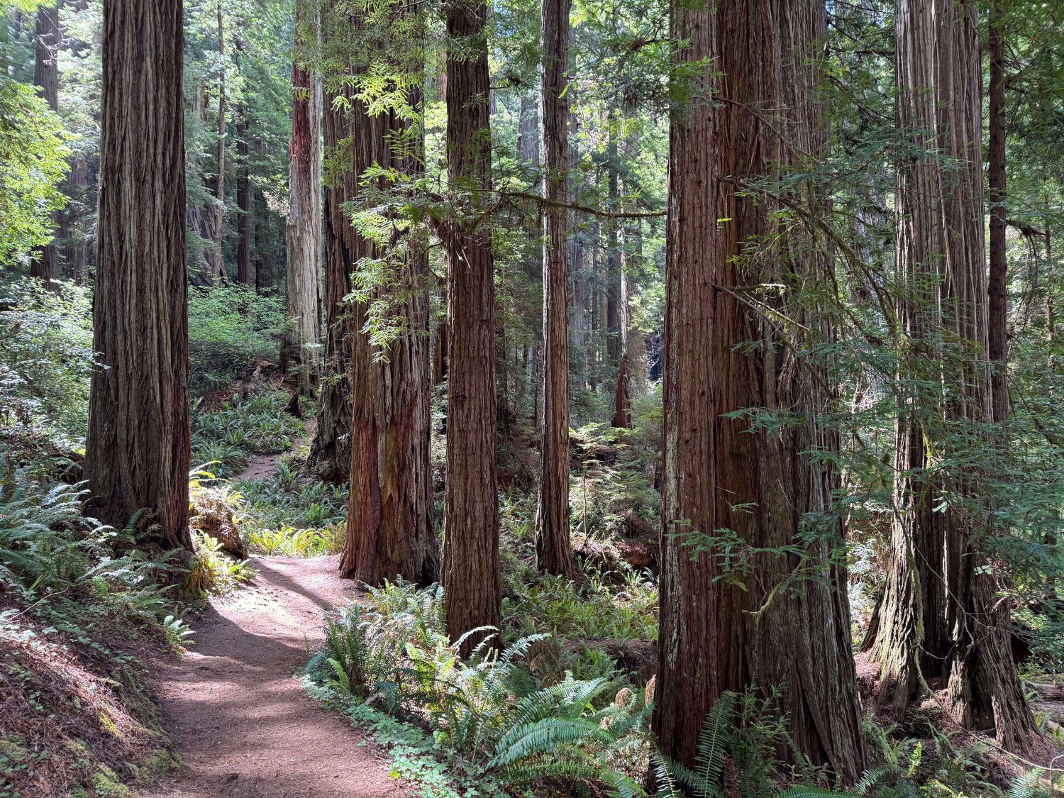 Redwood National and State Parks Trees